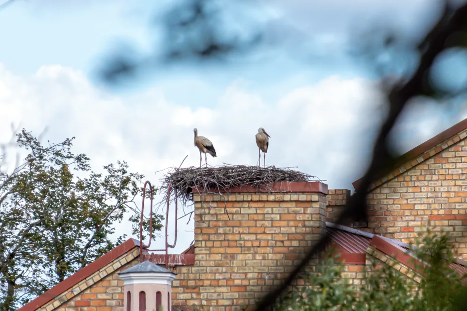 Can Bird Nests Block Airflow in Your Home